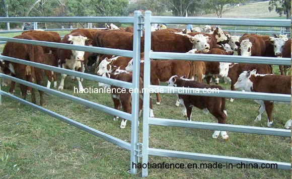 80X40mm Oval Pipe Cattle Fence Livestock Cattle Panel