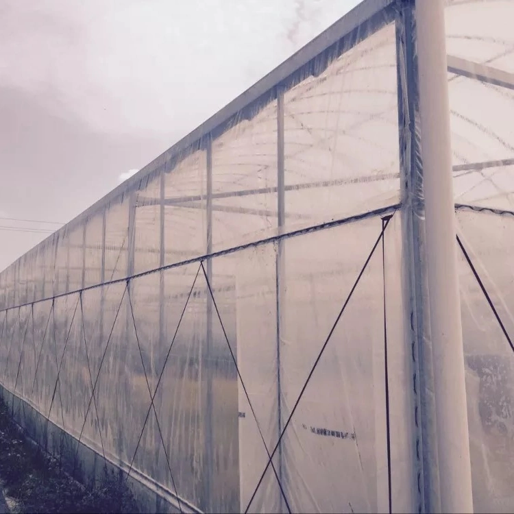 Serre de baies Polytunnel pour la plantation agricole