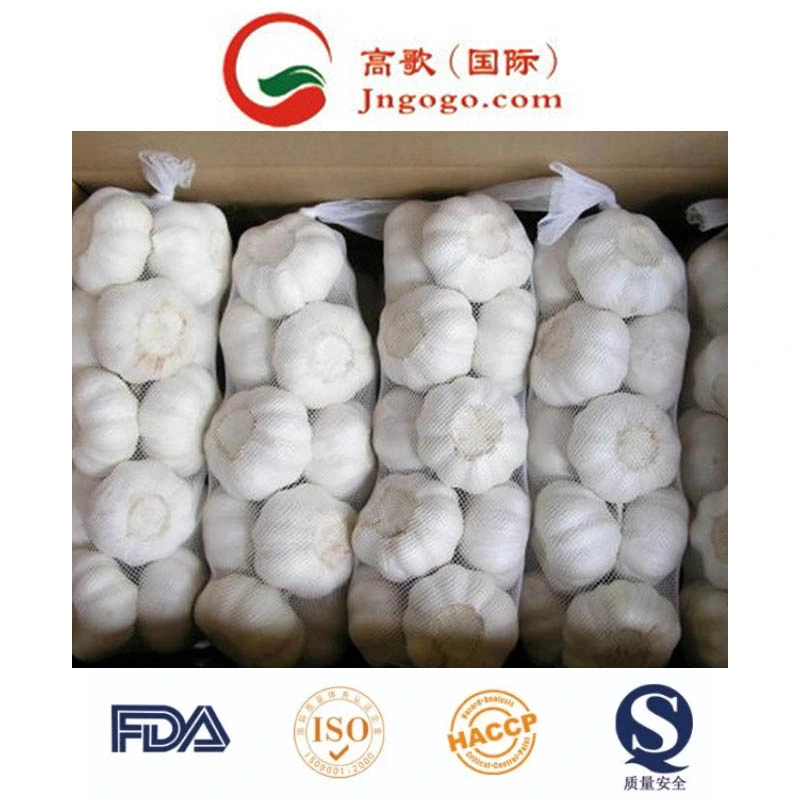 New Crop Fresh Good Quality Normal White Garlic