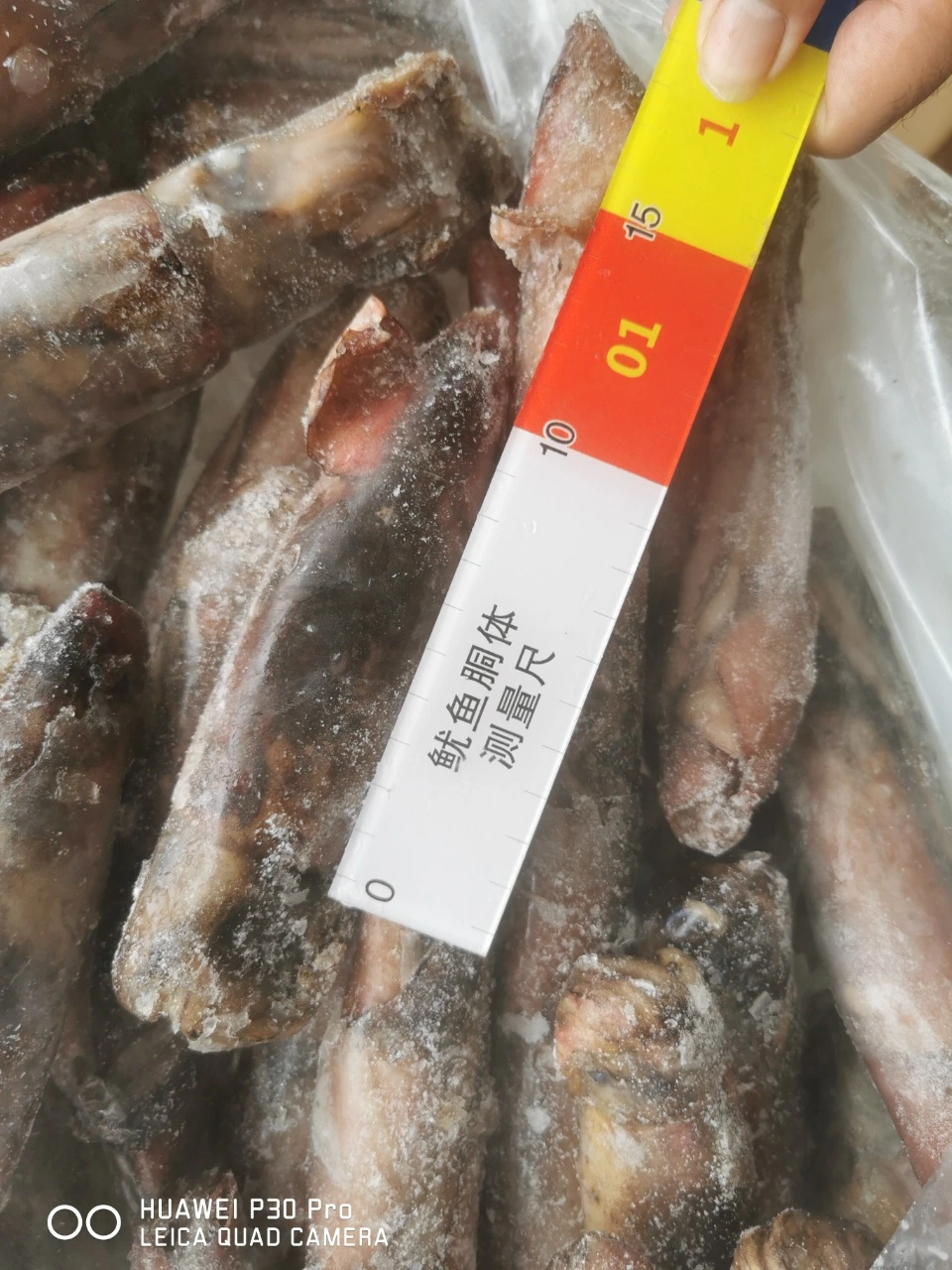 South China Sea Catching Bulk Frozen Black Squid Supplier