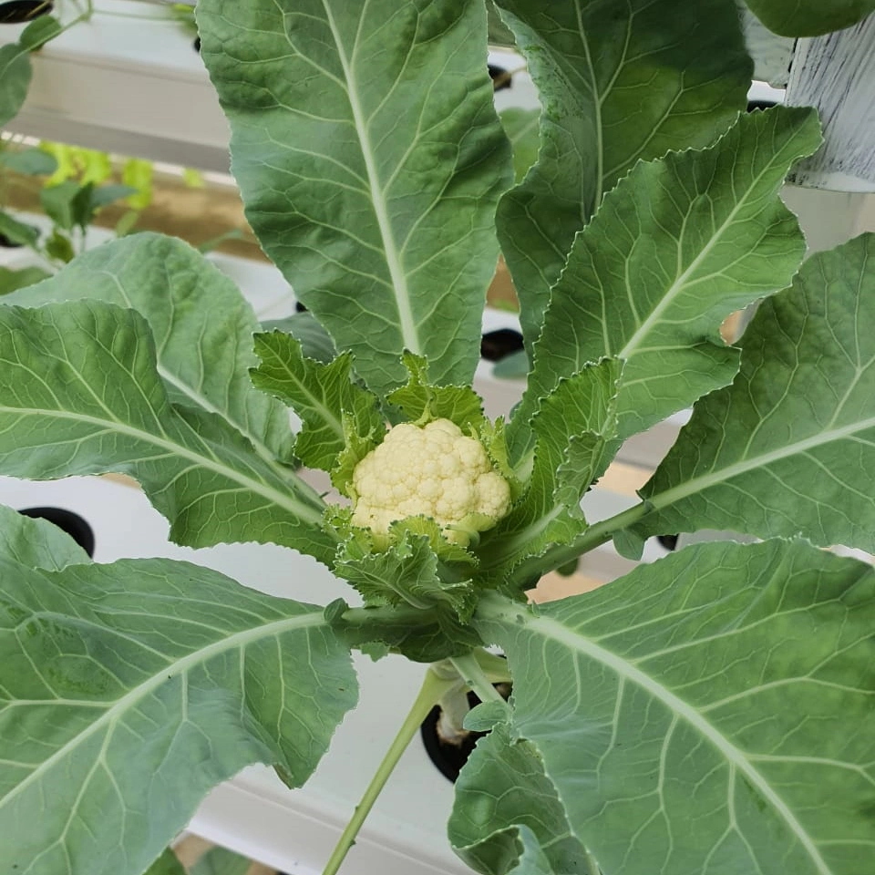 Rentable el cultivo hidropónico sistema hidropónico Nft canales para la siembra de efecto invernadero