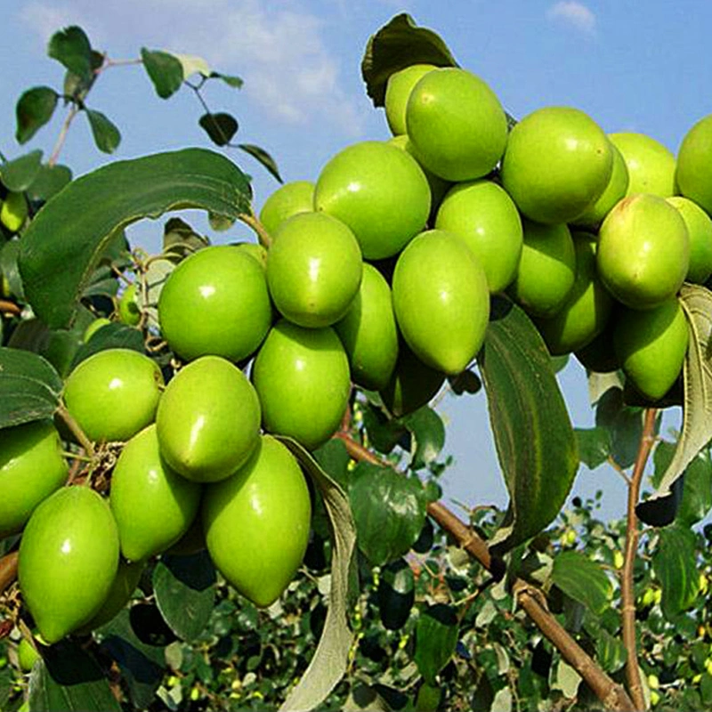 Venda por grosso de Taiwan Big Jujube mudas enxertadas