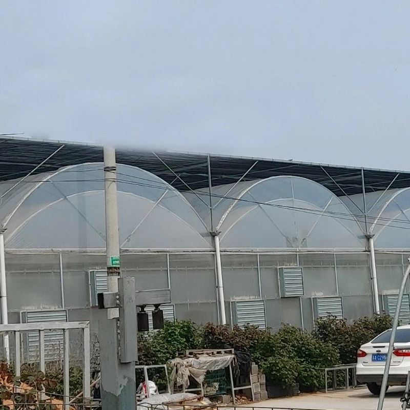 Vegetable Plastic Multi Span Film Poly Greenhouse with Hydroponic