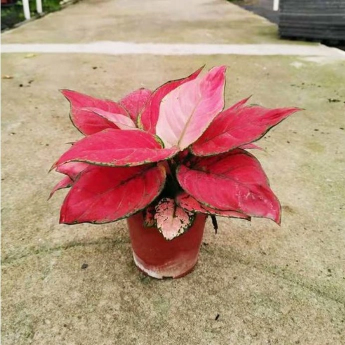 Aglaonema Lady Valentine Decorative Bonsai Plants