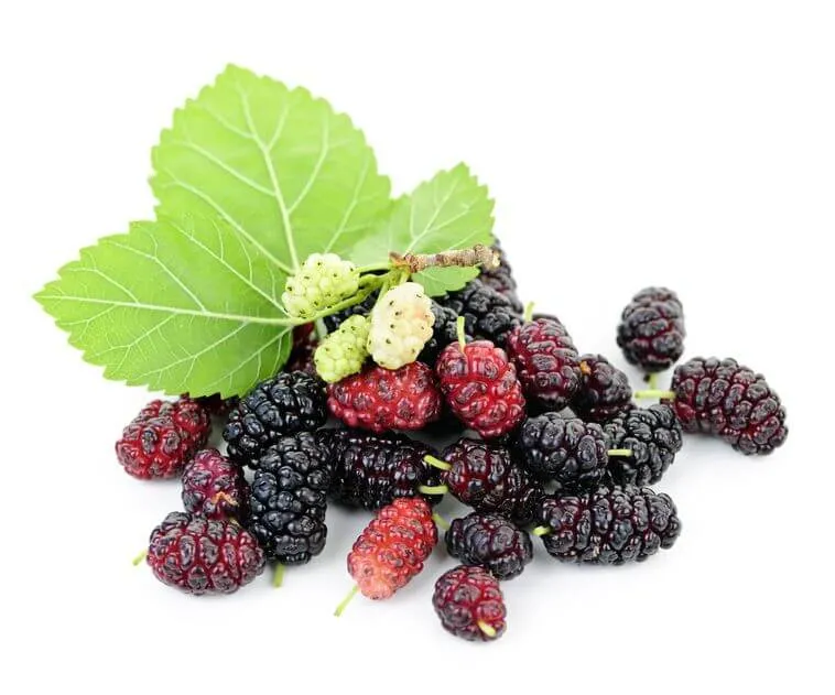 Mulberry Fruit Extract with Anthocyanins 5%-35%