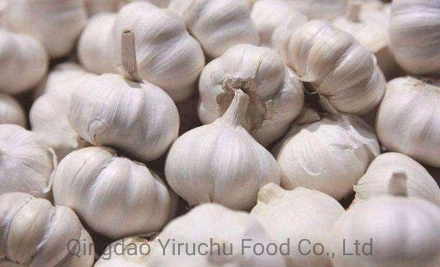 The Best Selling and Hottest Garlic at The Table in Jinxiang, China