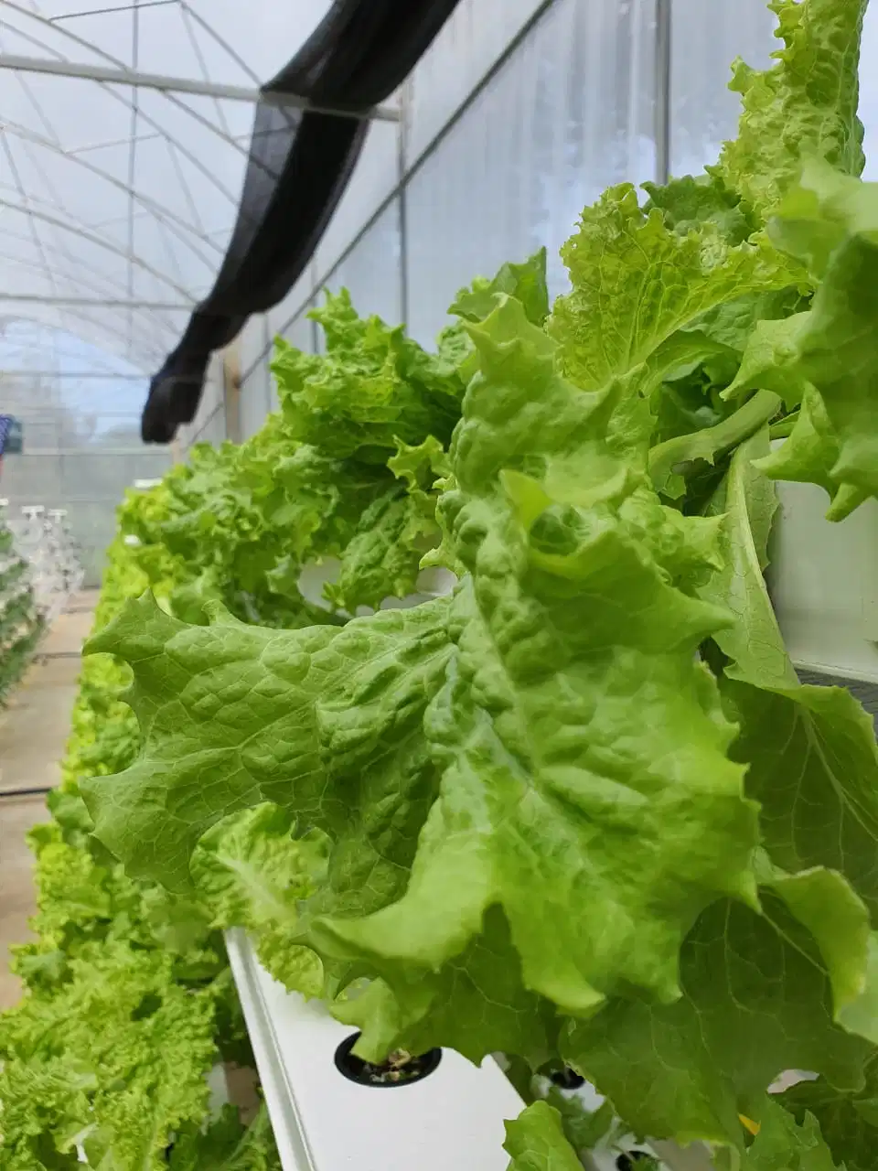 PVC البلاستيك الدرجة البلاستيك Hydroponic نمو التذبذب 4X2 بوصة تنمو الحوض