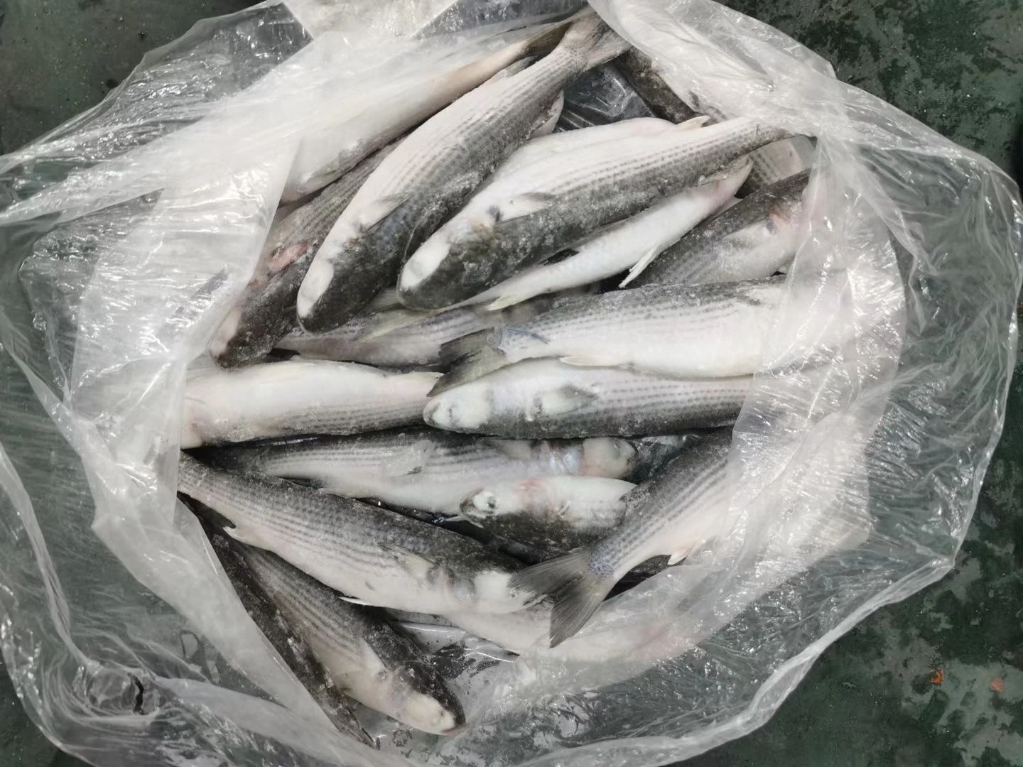 Frozen Grey Mullet, Whole Round/ Gutted, Frozen Seafood