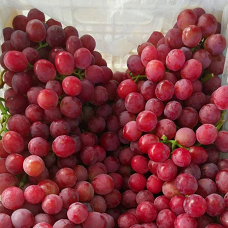 Fresh New Crop Red Grape