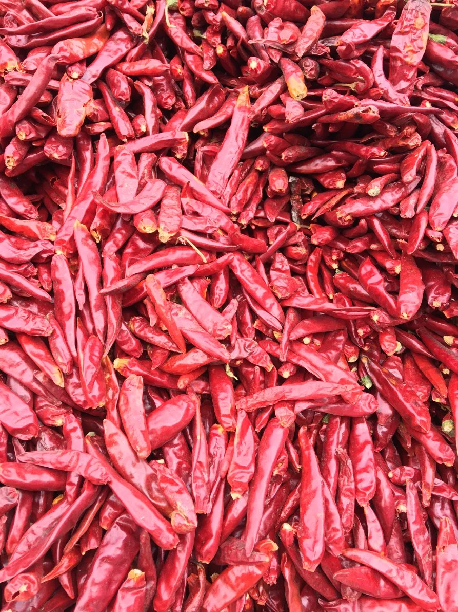 Chinois 2023 épices simples Chili séché piment rouge Chili pour Solde/Sanying Chili