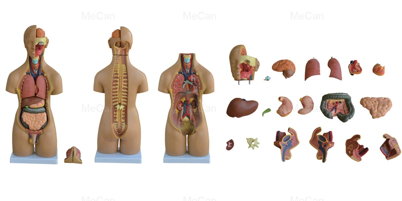 prix d'usine 18 parties 15 Mecan Educational Human Body Anatomy Modèle Torso médical