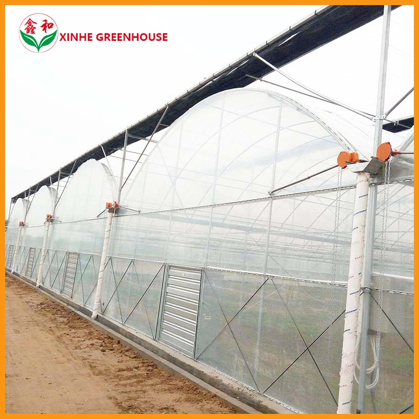 Easy Installed Garden Plastic Film Glass Greenhouse for Strawberry