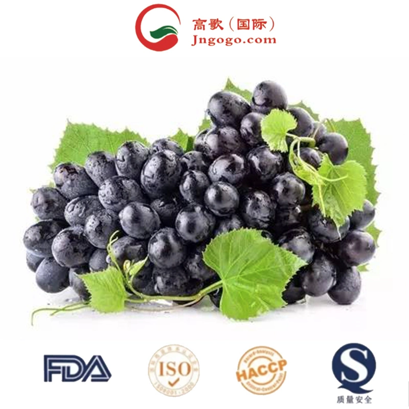 Grapes Green India، شلبة سوداء، شلبة عضوية، حلوة، فاخرة، سعر منخفض