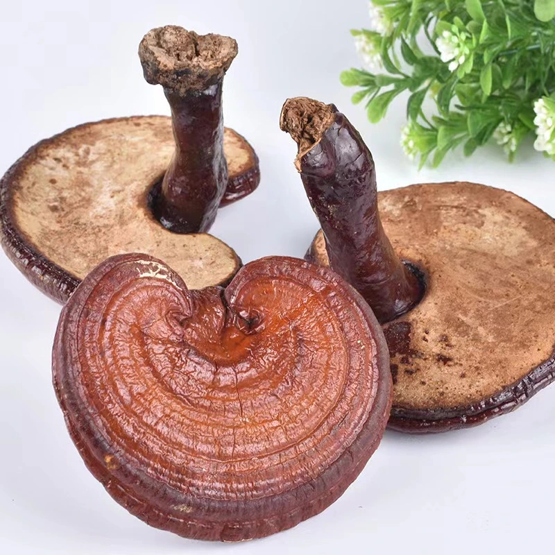 Hierbas Naturales de alta calidad Ganoderma roja seca Lucidum Reishi setas