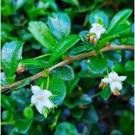 Plantes réelles Carmona