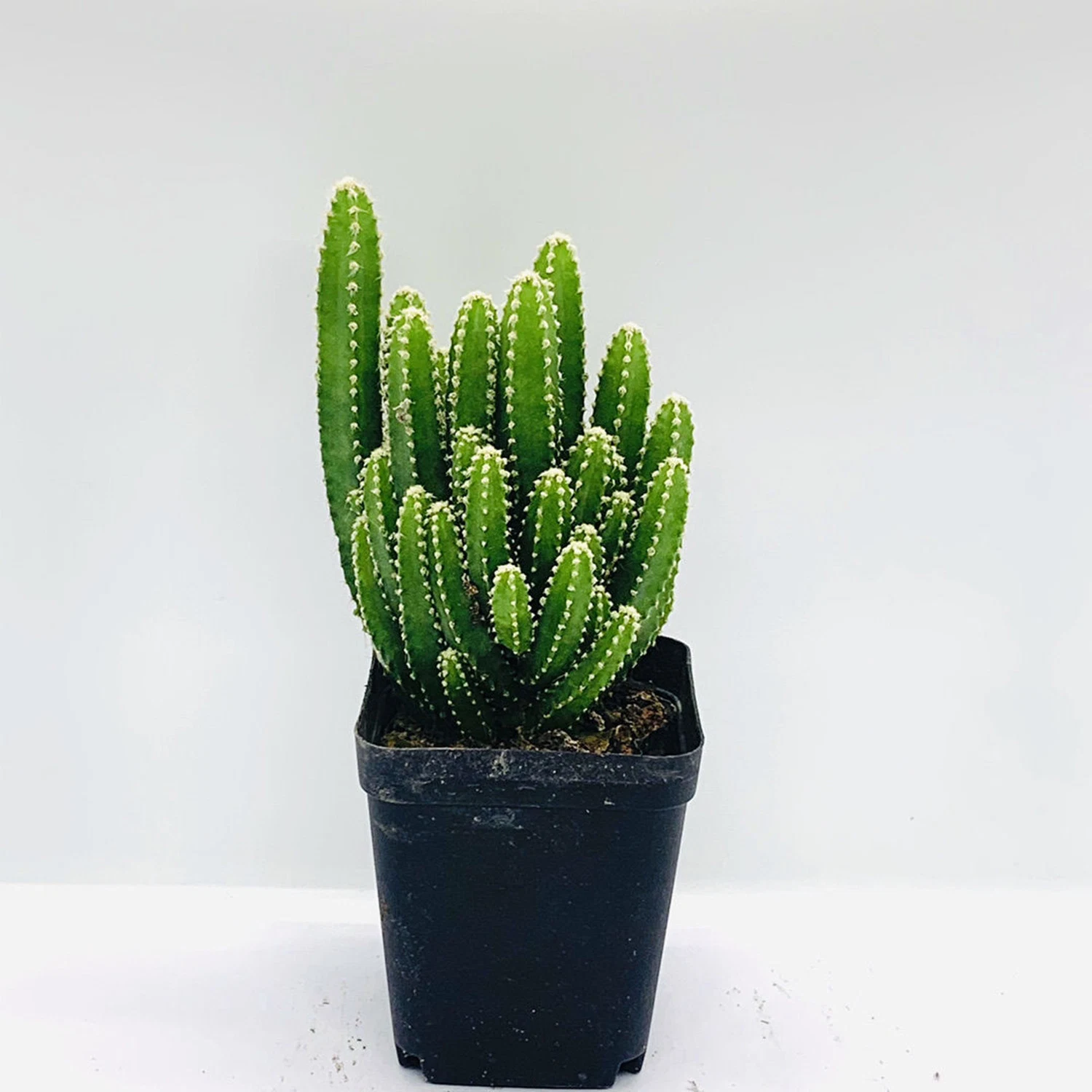 Cactus Plant Cereus &prime; Fairy Castle&prime; Live Plant Indoor Potted Wholesale