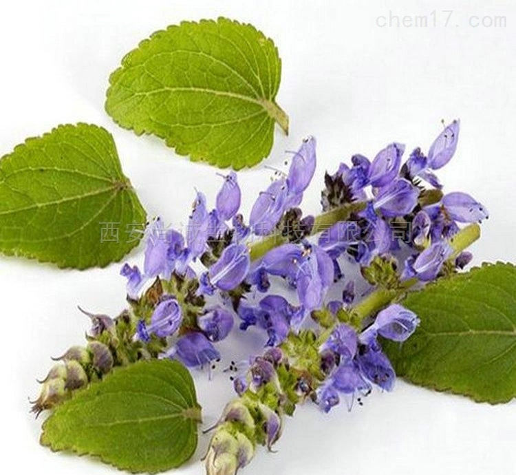 Herb Coleus forskohlii extrait de racine de l'extrait de la forskoline poudre en vrac