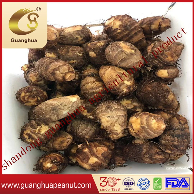 New Crop Fresh Taro Good Quality