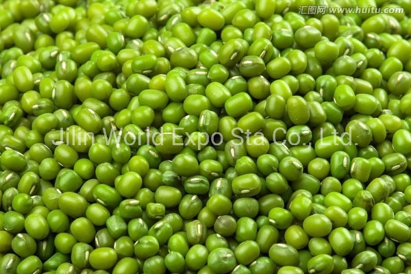 Wholesale/Supplier Dried Green Beans 4.2mm for Food