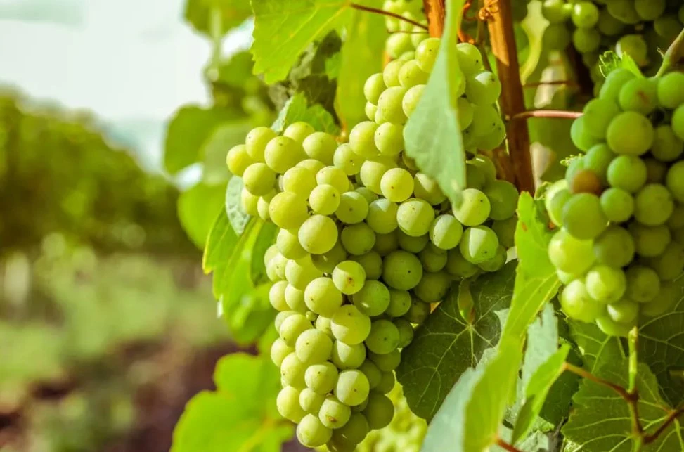 Nova estação de uvas enlatadas de alta qualidade em latas ou jarros Da China