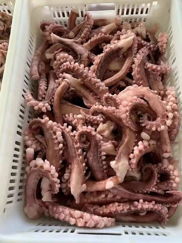 Pescado congelado Calamar/squid/Pota/Sotong tentáculo tentáculo
