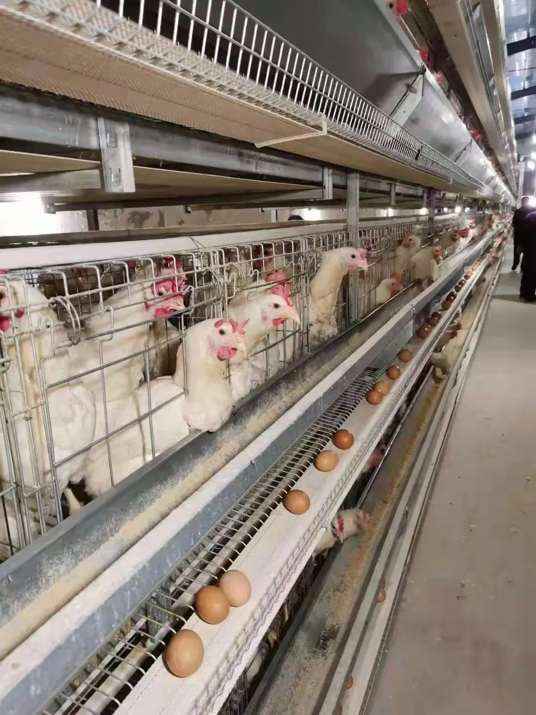 La vente de l'Afrique de volaille chaud bébé pour les éleveurs de poules pondeuses en cage de poulet