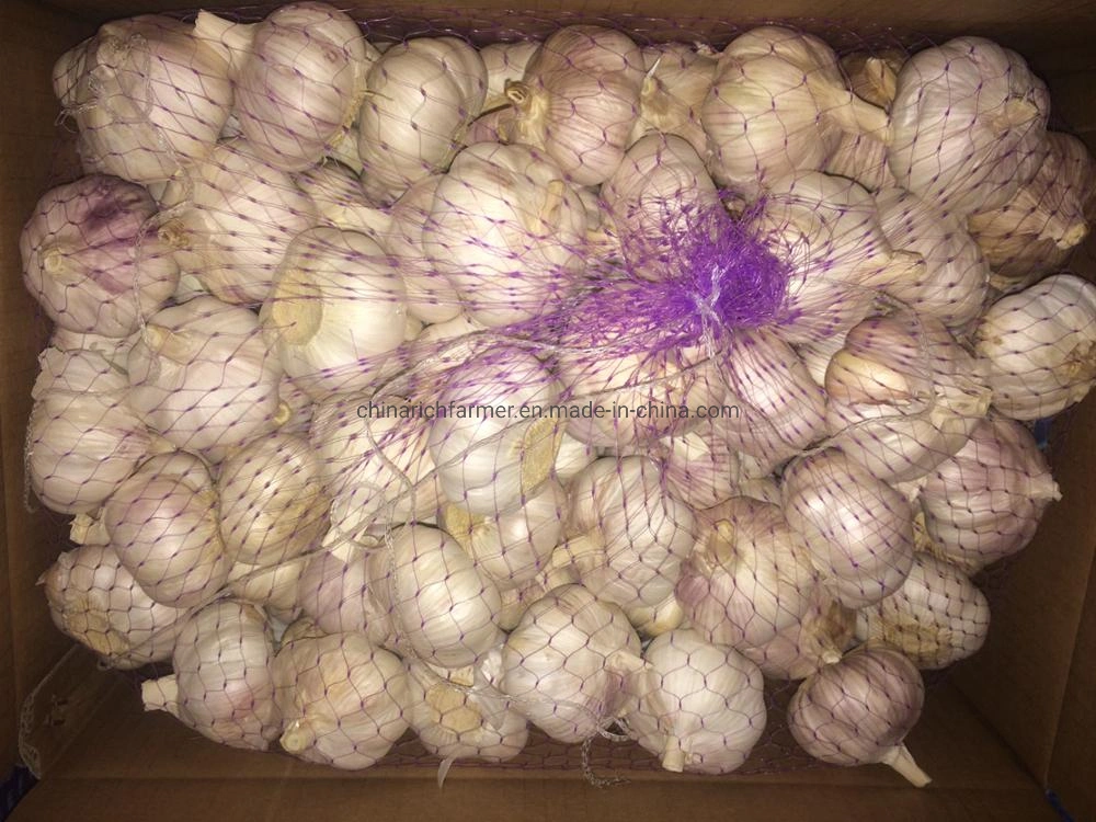 White Fresh Garlic Price Shandong Garlic