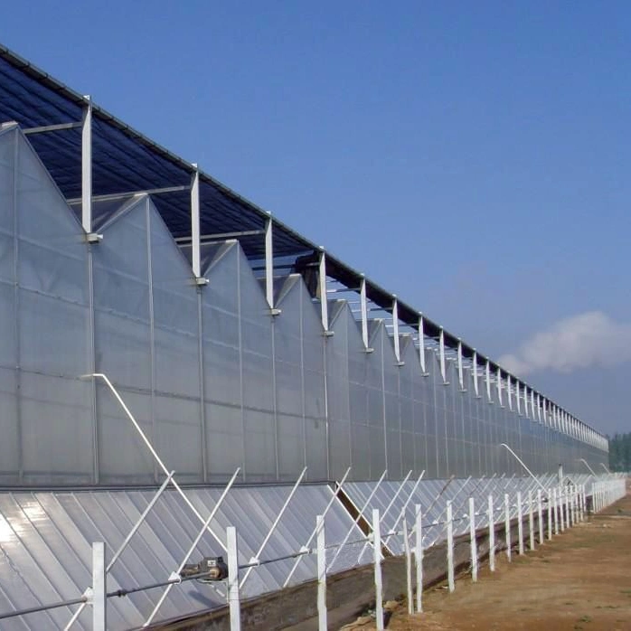 Hot Galvanized Steel Frame Structure Plastic Sheet Commercial Multi Span Greenhouse