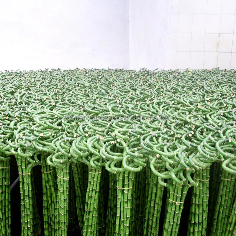 Factory Price Spiral Curl Lucky Bamboo Wholesale/Supplier Garden Supply