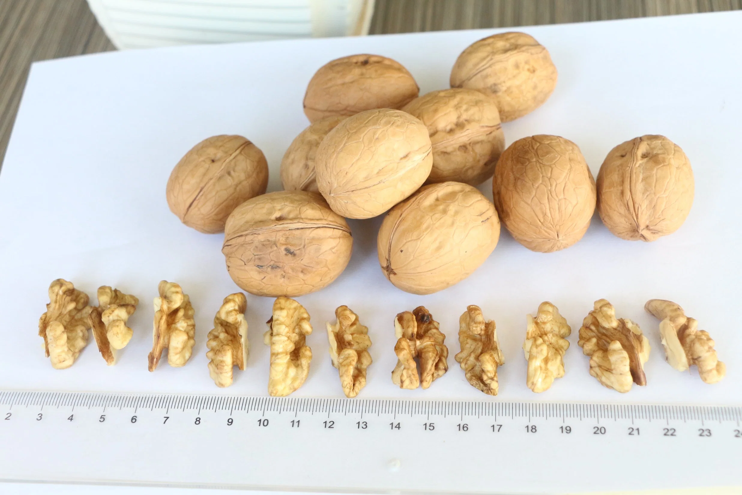 Xin2 Walnut in Shell 2022 New Crop