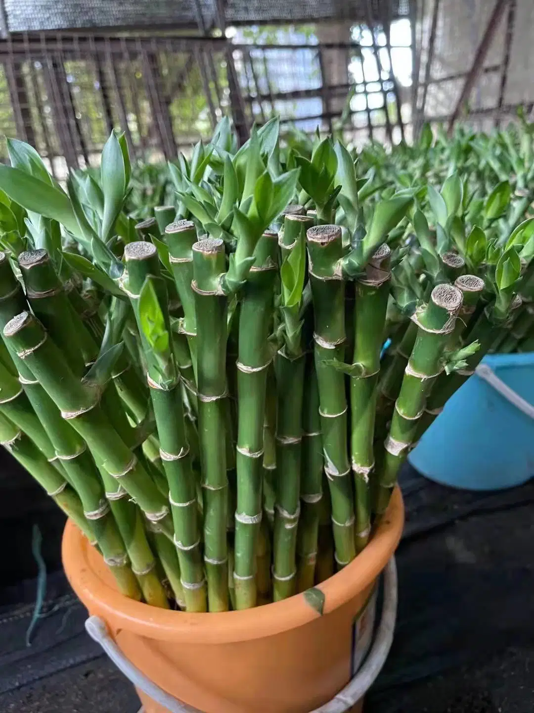 45cm Garden Ornaments Lucky Bamboo Straight Bamboo Stick Wholesale/Supplier Price