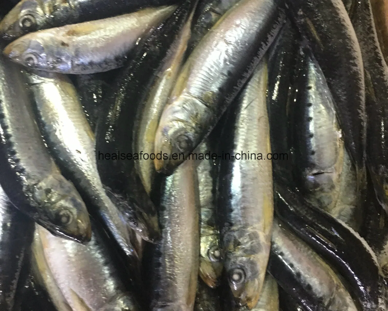 Fresh Sardine for Canned Sardine