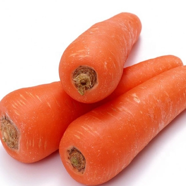 China Organic Fresh Carrots for Exporting to Europe Market