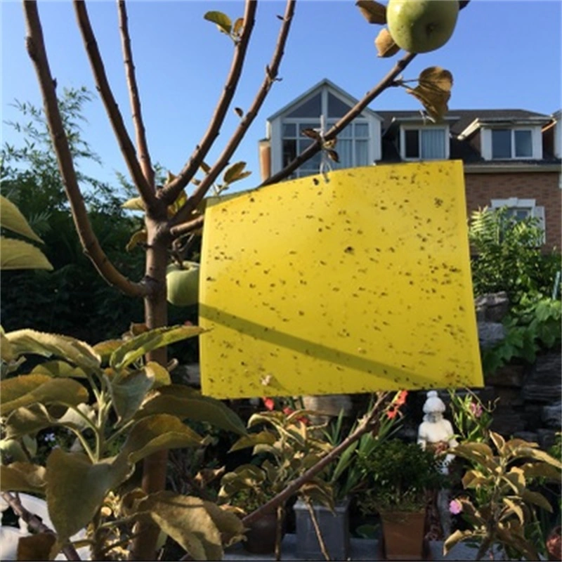 Sticky Traps for White Flies Aphids Leaf Miner