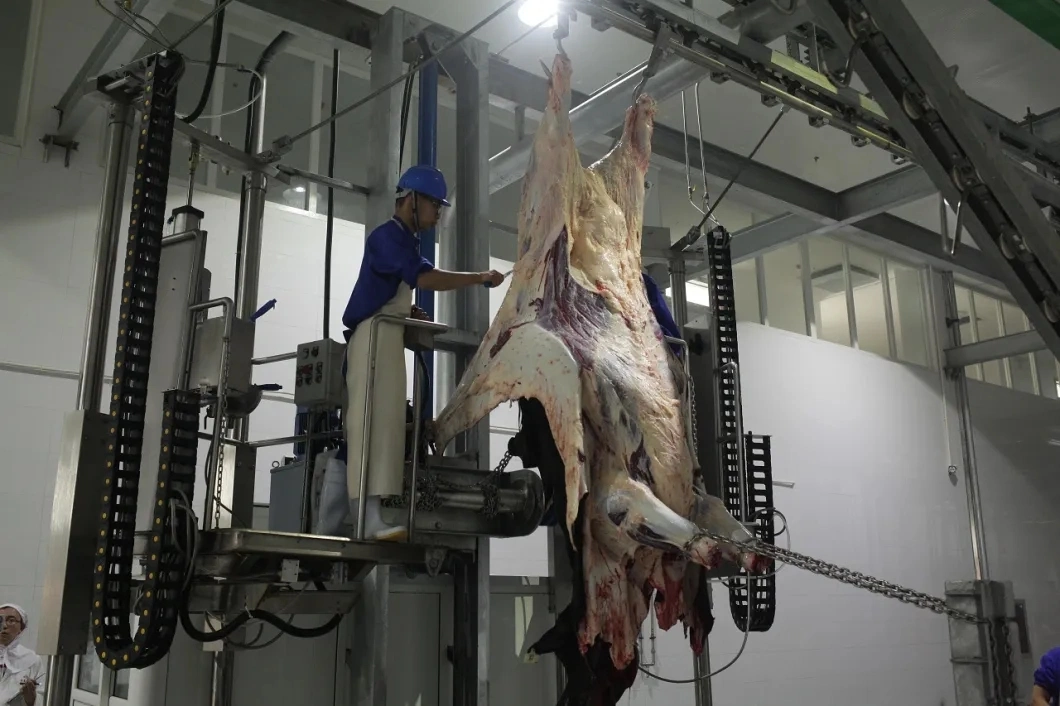 حلال الماشية لحم البقر اللحوم البقرة ذبح آلة المعدات Abattoir Sضاحكة