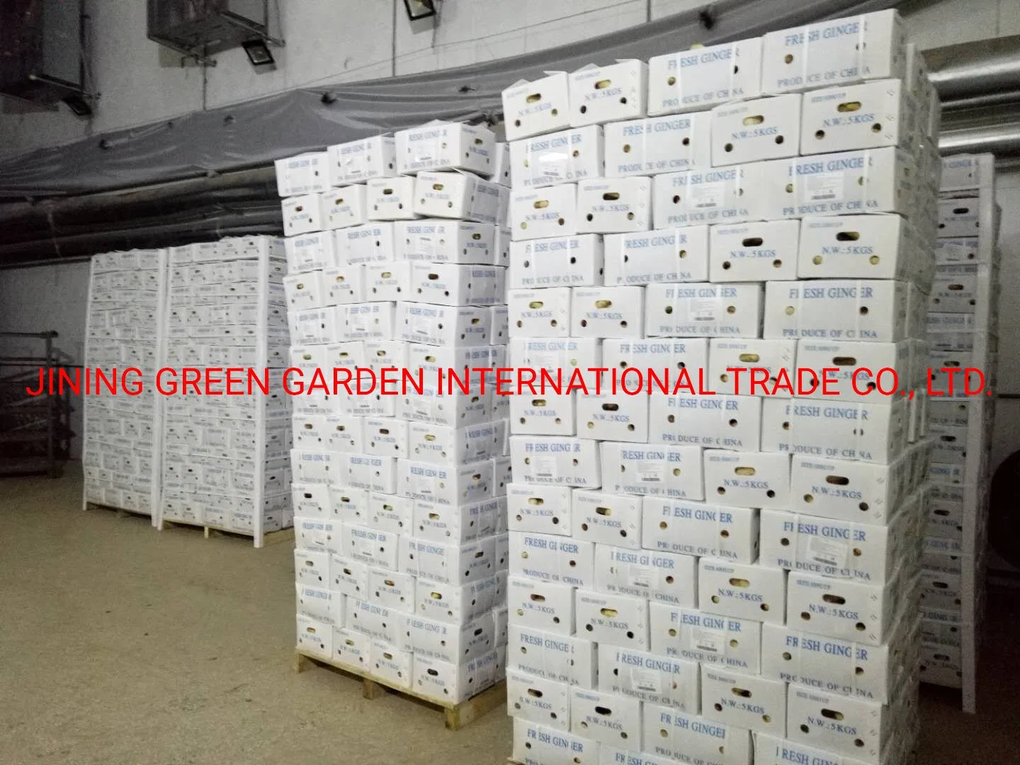 Competitive Price Good Quality Fresh Air Ginger