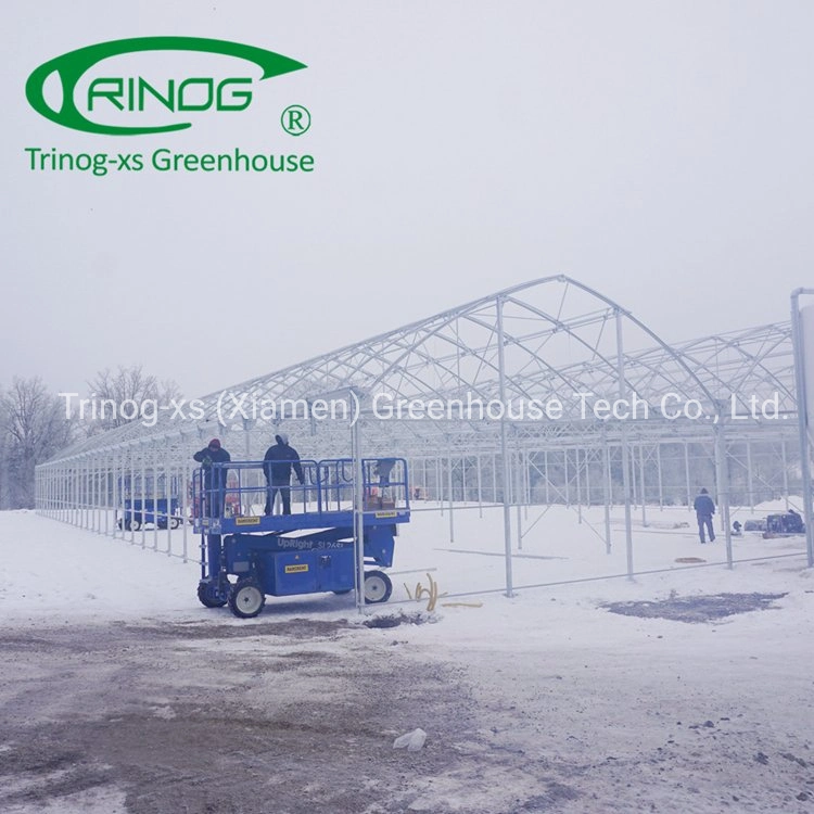 Trinog Greenhouse plastic film gothic roof vent poultry farm greenhouses for lettuce hydroponics