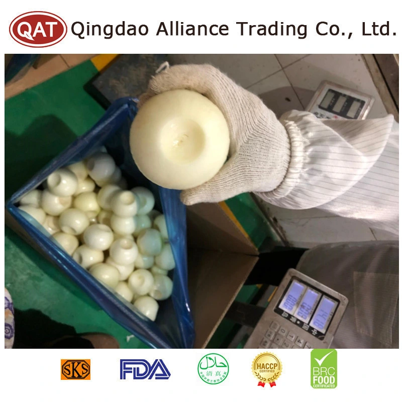 China Vegetables Fresh Peeled Yellow Onion White/Green Onion EU Standard