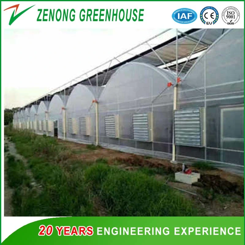 Multispan Green House with Plastic Film Arch Dome for Agriculture Harvest/Fruit Picking