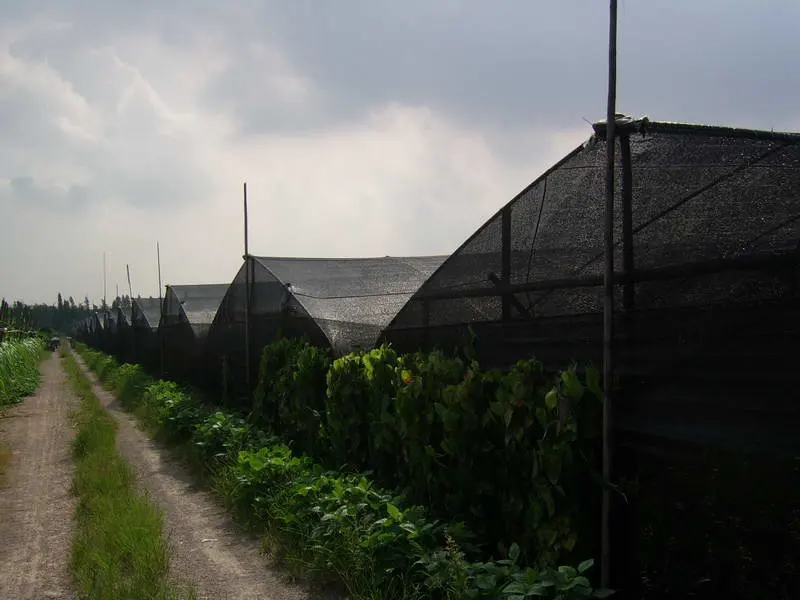 Venta caliente HDPE Parasol Verde Net para gases de efecto, el vegetal, Anti Pájaro Net desde China