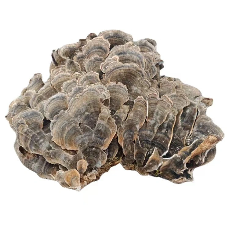 High quality/High cost performance  Affordable Mushrooms Product Dried Coriolus Mushroom in Bulk