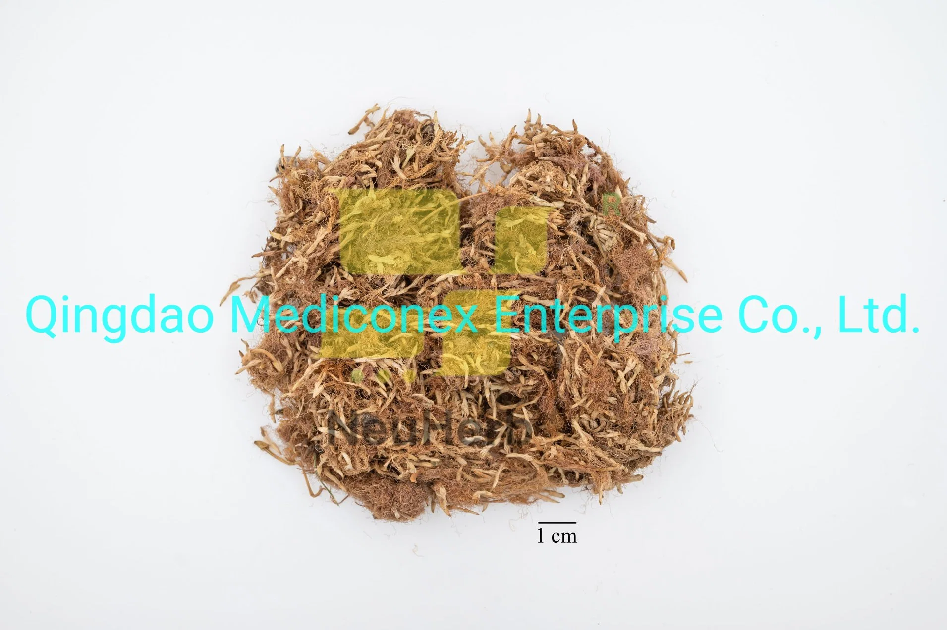 Hyriopsis Cumingii (shell) Natural Herb Prepared Traditional Chinese Herbal Medicine Calm