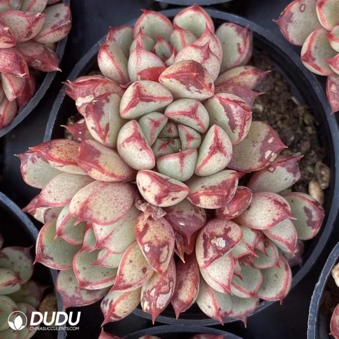 Dudu moteado Real rara Echeveria gota de sangre Natural Vivo Suculento