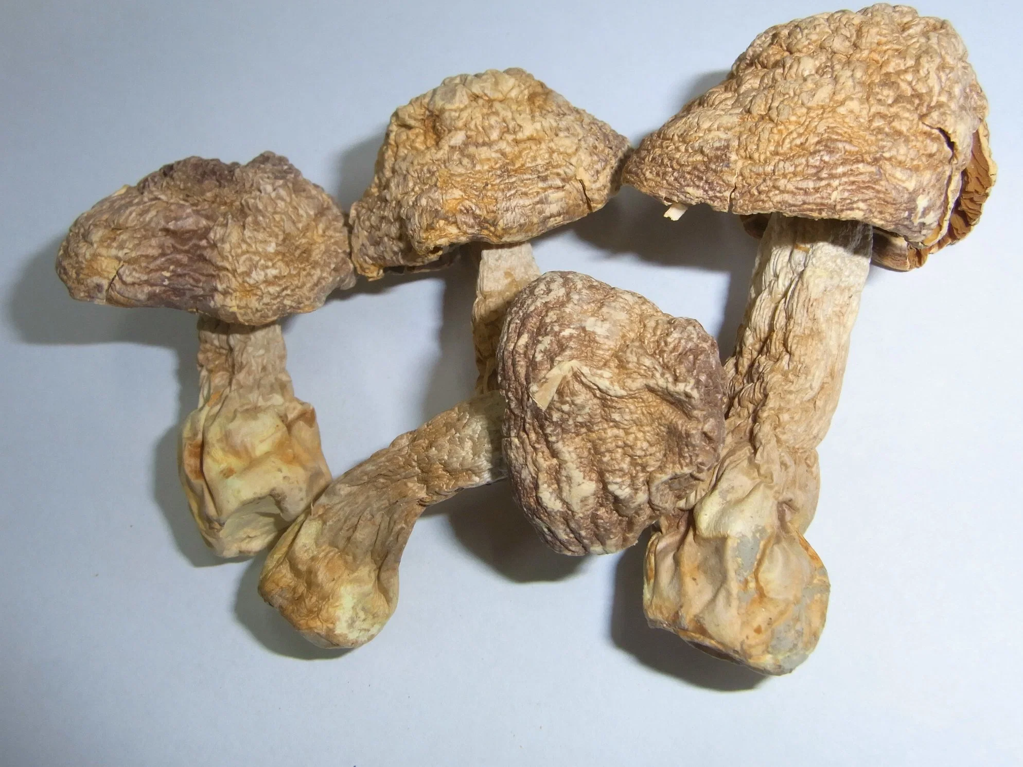 Природные Agaricus Blazei Murill грибной экстракт порошок Agaricus Blazei извлечения