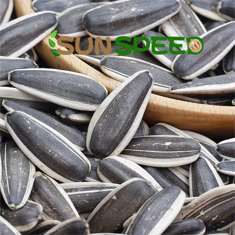 T6/T5 Inner Monglia Big Size 180-190/170-180 Sunflower Seeds Inshell