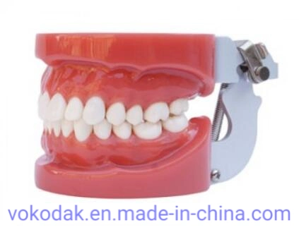 2 Times Sized Educational Dental Standard Teeth Model