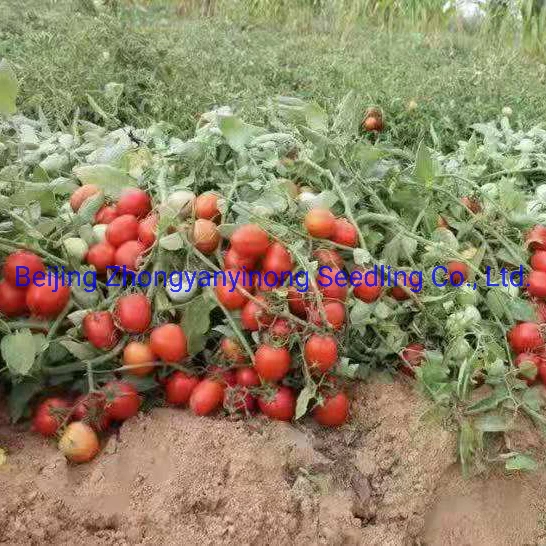 Df12 Big Size Oval Determinate Hybrid Tomato Seeds Vegetable Seeds for Hot Selling