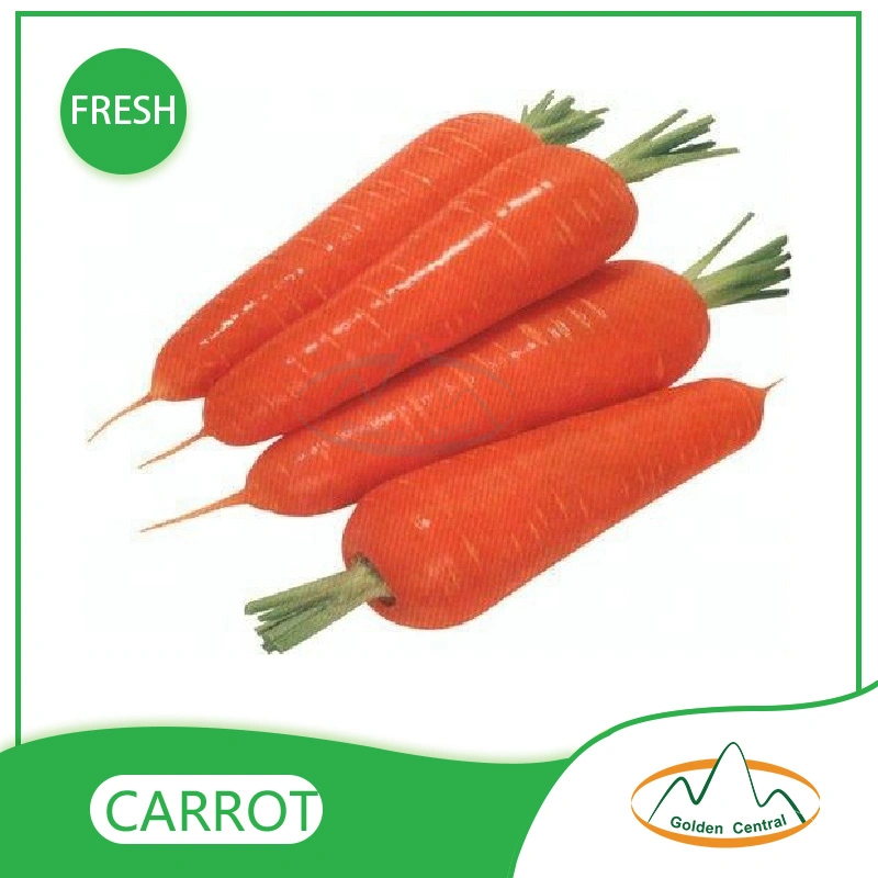 2023 New S M L Size Fresh Red Carrot