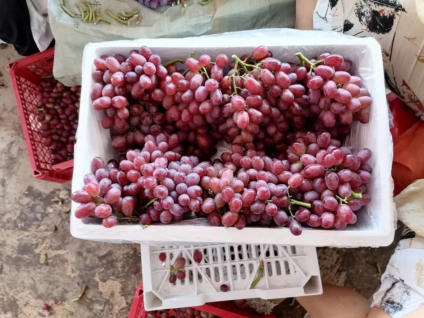 Hot Sell Fresh Sweet Chinese Red Grapes