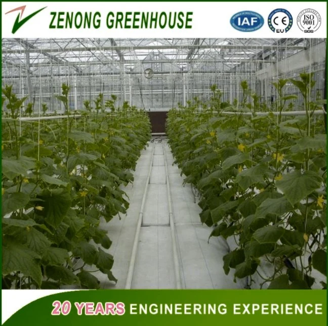 PC Board Greenhouse Equipped with Complete System for Commercial Hydroponic Growing Vegetables,